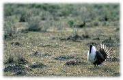 Sage Grouse in Shrub Steppe