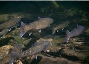 Bull Trout       Courtesy of USFWS