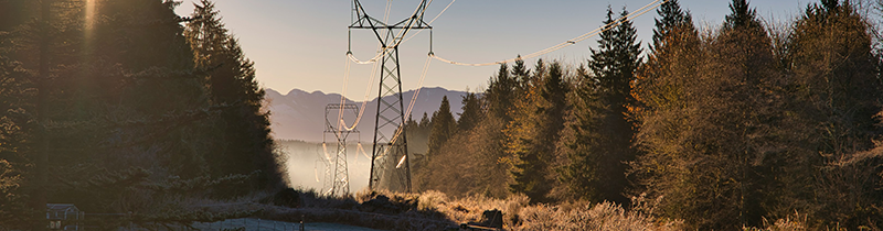 Powerline with trees along the side and fog in the distance