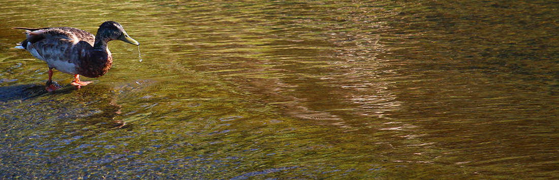 Duck wading in Mill Creek near Walla Walla Community College