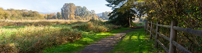 Pedestrian pathway through grassy area and with wooden fence