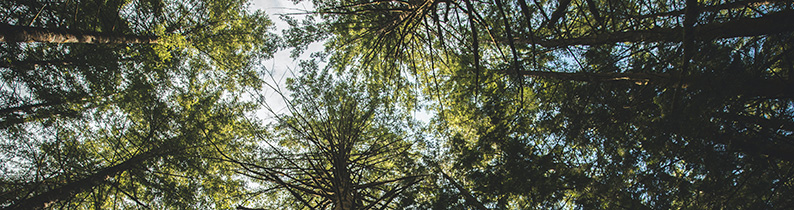 looking up into the canopy of evergreen trees