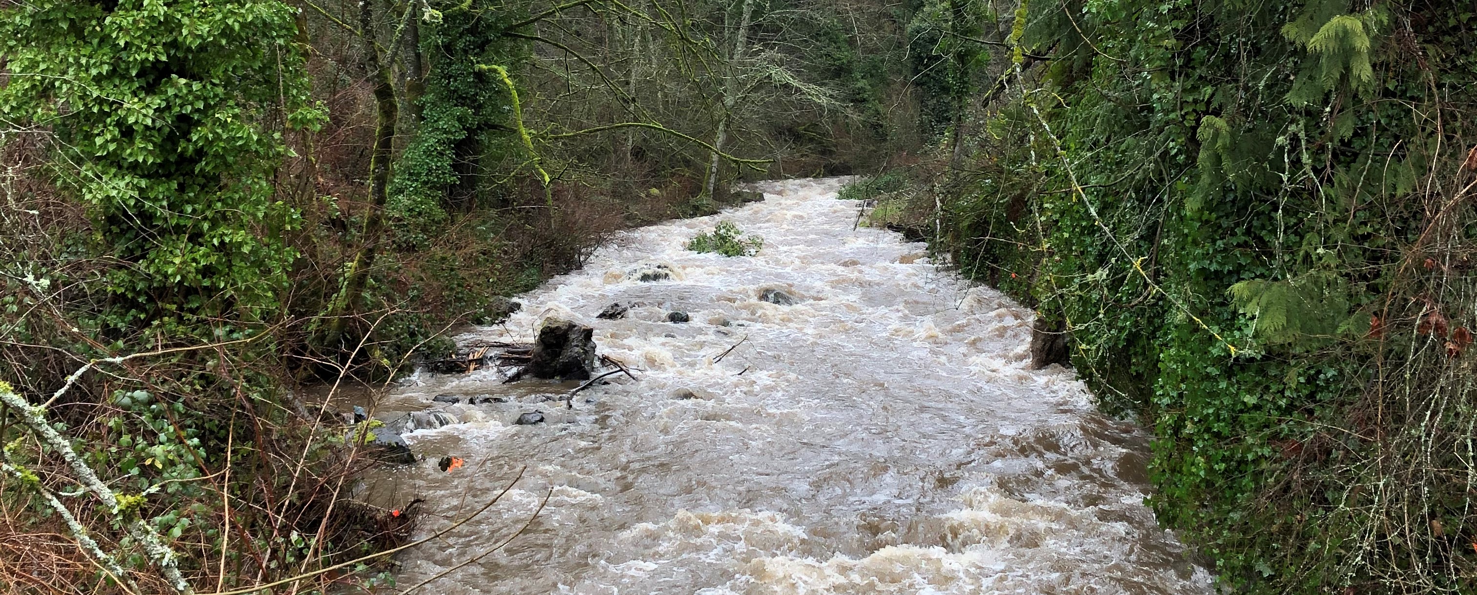 Boise Creek after February 2021 Rain Event