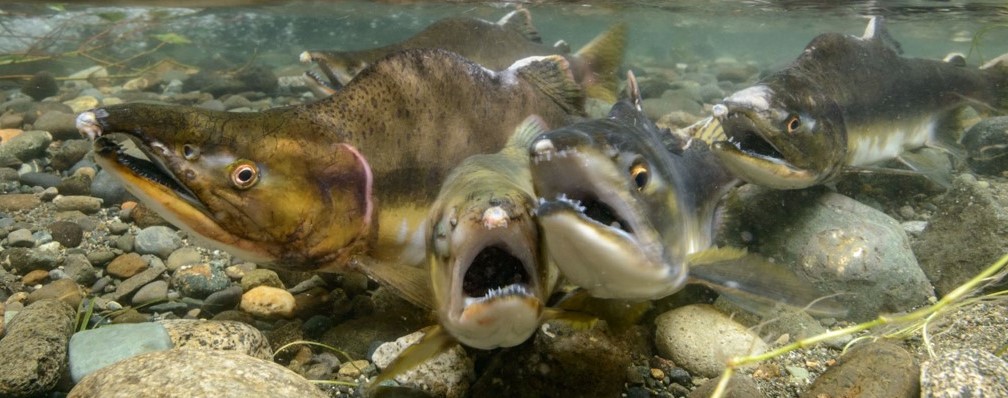 Group of 4 salmon